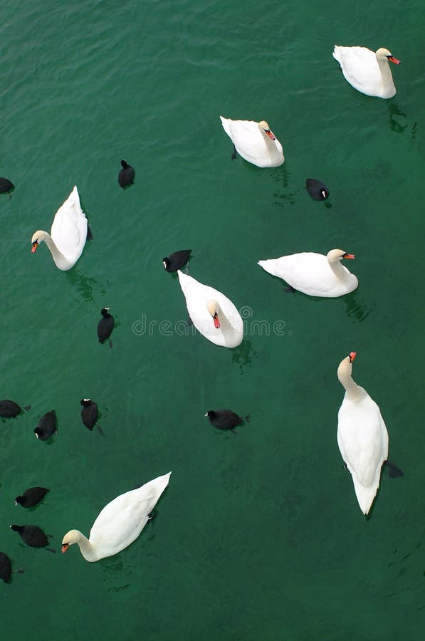 Group of Swans and Ducks. Group of Swans and Ducks