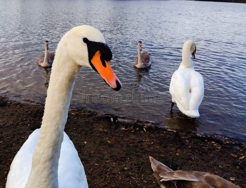 A closeup of a swan looking at the camera by a lake. A closeup of a swan looking at the camera by a lake.