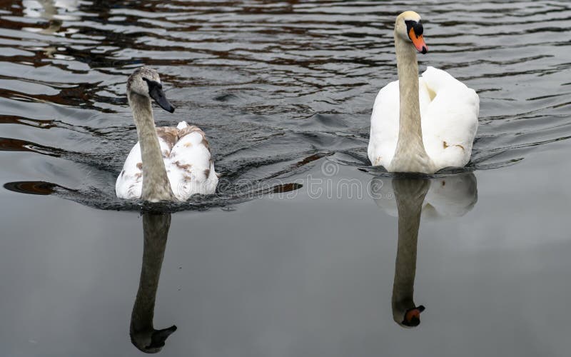 Zwanen op een rivier royalty-vrije stock afbeelding Zwanen op een rivier royalty-vrije stock afbeelding
