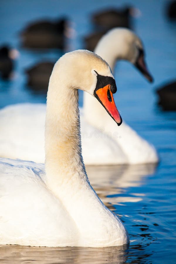 Swans on the lake with blue water background. Swans on the lake with blue water background.