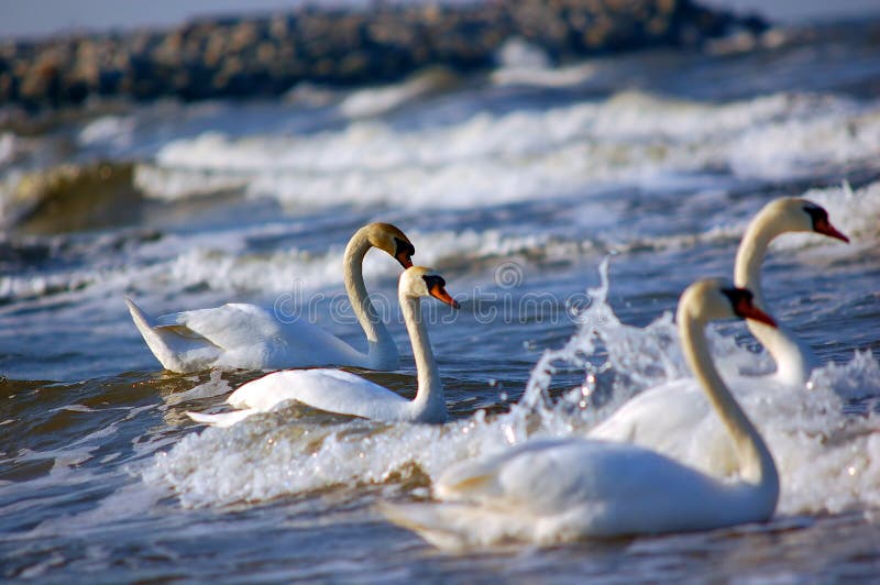 Swans' family swimming on sea. Swans' family swimming on sea