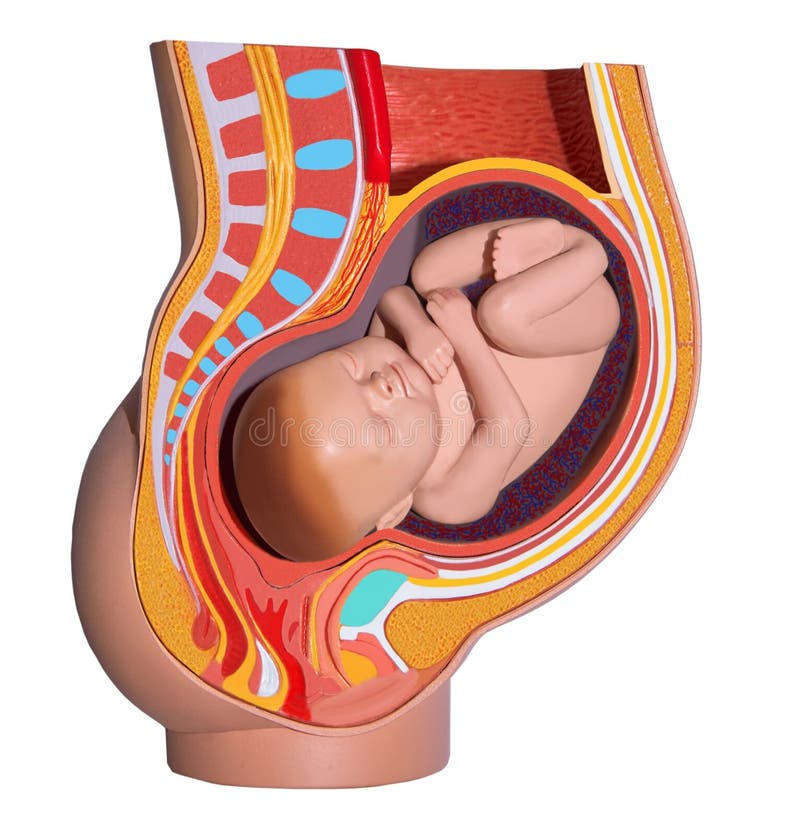 Zwangere vrouw. Kleurrijke anatomie. Geïsoleerde. vector illustratie Zwangere vrouw. Kleurrijke anatomie. Geïsoleerde. vector illustratie