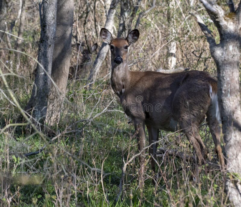 Zwangere Whitetail-Hertendamhinde royalty-vrije stock foto's Zwangere Whitetail-Hertendamhinde royalty-vrije stock foto's