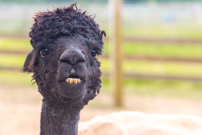 Zwart alpaca hoofdportret met boktanden stock foto's Zwart alpaca hoofdportret met boktanden stock foto's