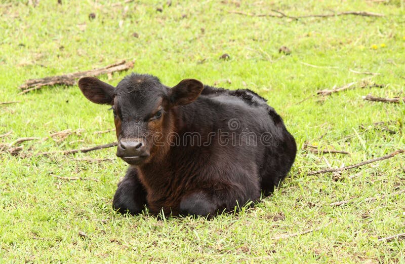 Zwart Angus Bull Calf stock fotografie Zwart Angus Bull Calf stock fotografie