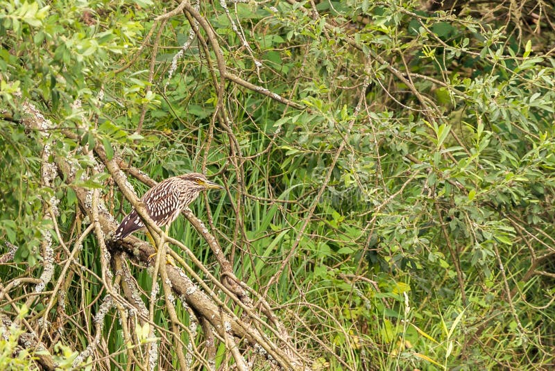 Zwart-bekroonde de vogeltribunes van de nachtreiger op tak stock fotografie Zwart-bekroonde de vogeltribunes van de nachtreiger op tak stock fotografie