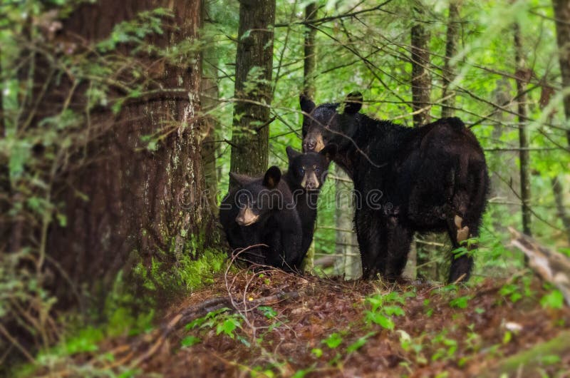 Mother Black Bear defending two cubs staring at photographer in Cades Cove in Great Smoky Mountain National Park. Mother Black Bear defending two cubs staring at photographer in Cades Cove in Great Smoky Mountain National Park