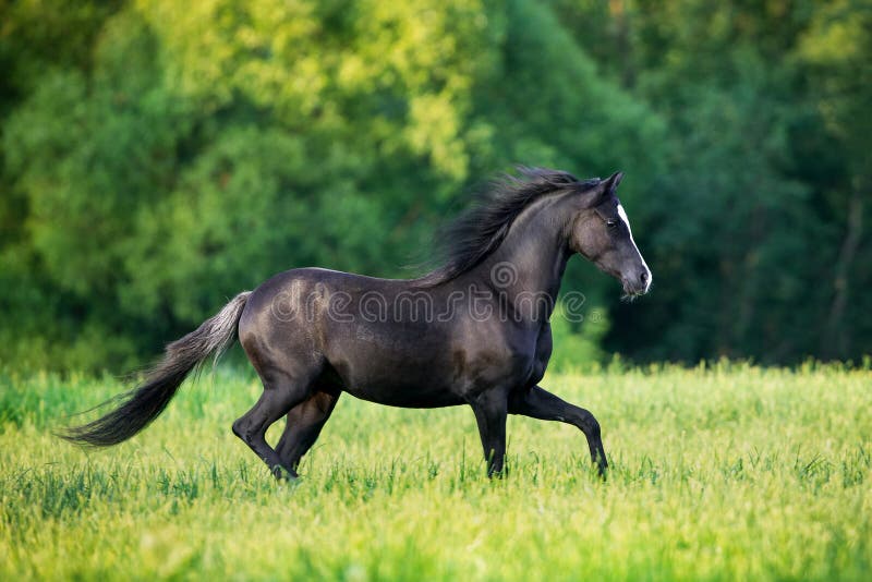 Zwart elegantiepaardje dat in het veld buiten loopt