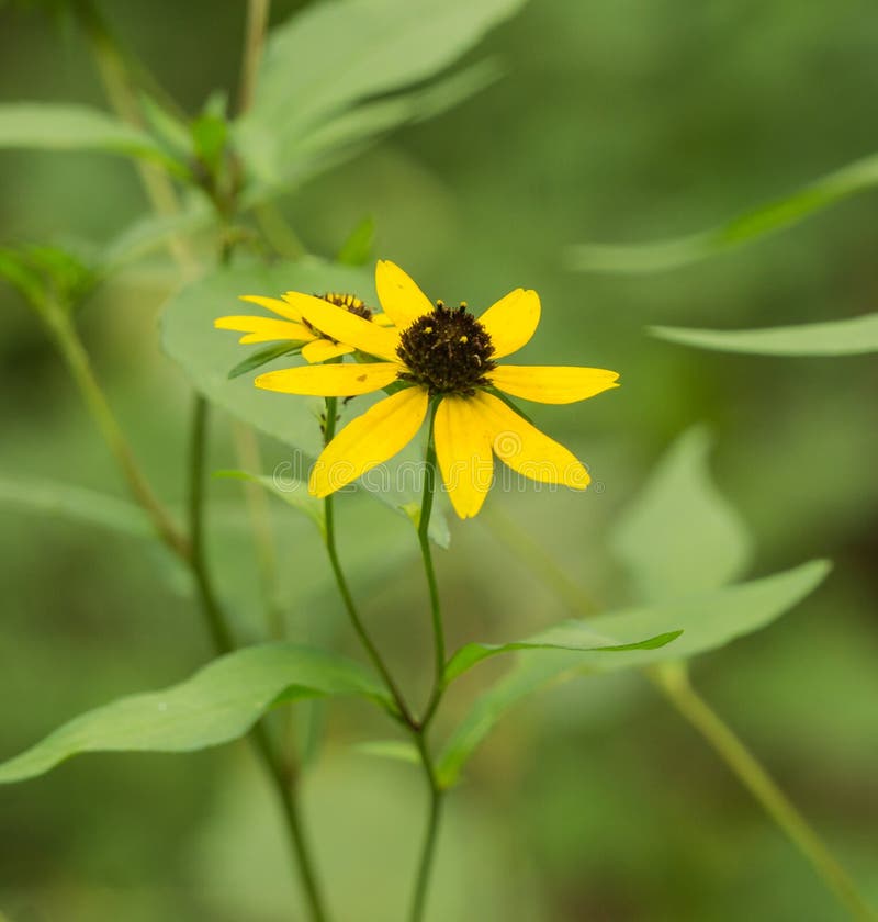 Zwart-eyed hirta van Susan †„Rudbeckia royalty-vrije stock fotografie Zwart-eyed hirta van Susan †„Rudbeckia royalty-vrije stock fotografie