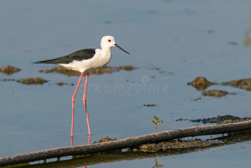 Zwart-gevleugelde Stelt die zich op het kust intertidal gebied bevinden stock foto Zwart-gevleugelde Stelt die zich op het kust intertidal gebied bevinden stock foto