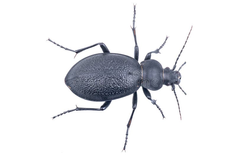 Gemiddeld karbonade oppakken Zwart Insect Op Een Witte Achtergrond Stock Afbeelding - Image of roofdier,  kevers: 57152577