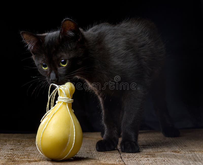 Zwart katje die typische Italiaanse kaas Caciocavallo op dark snuiven stock foto's Zwart katje die typische Italiaanse kaas Caciocavallo op dark snuiven stock foto's