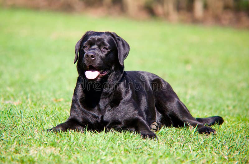 Zwart Labrador stock afbeelding. Image of formeel, weide 14879369