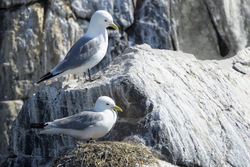 Zwart-legged Drieteenmeeuw op klippenrichel, stock foto Zwart-legged Drieteenmeeuw op klippenrichel, stock foto