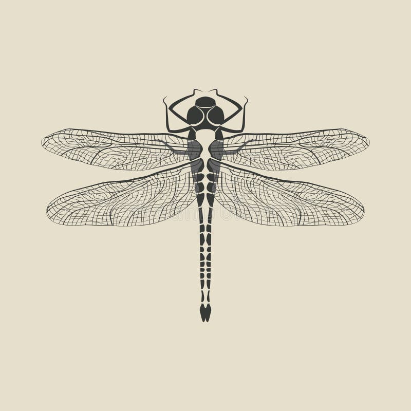 Black dragonfly insect - vector illustration. eps 8. Black dragonfly insect - vector illustration. eps 8