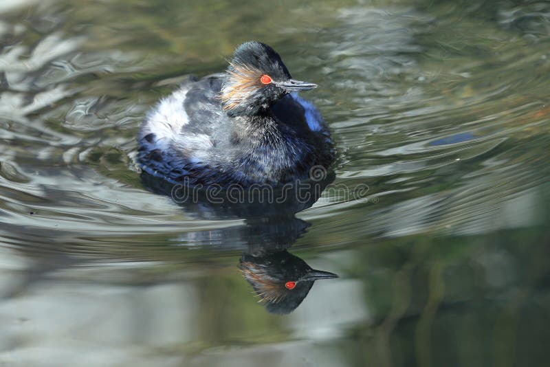 Zwart-necked Fuut stock fotografie