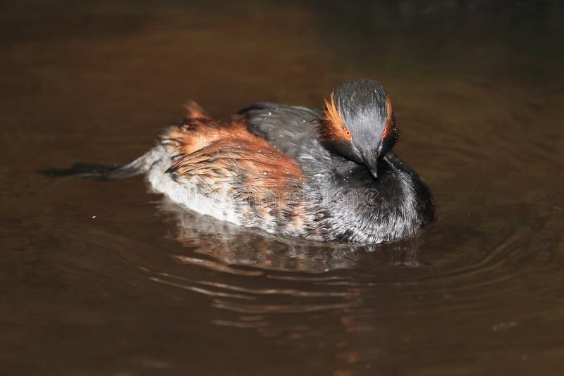 Zwart-necked Fuut royalty-vrije stock foto's