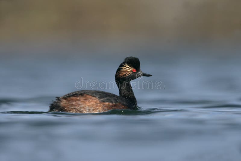 Zwarte halsfuut, Podiceps nigricollis royalty-vrije stock afbeeldingen