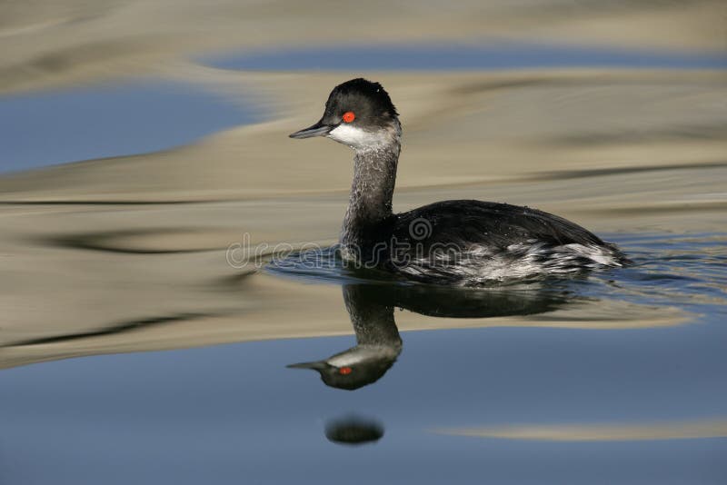 Zwarte halsfuut, Podiceps nigricollis stock foto