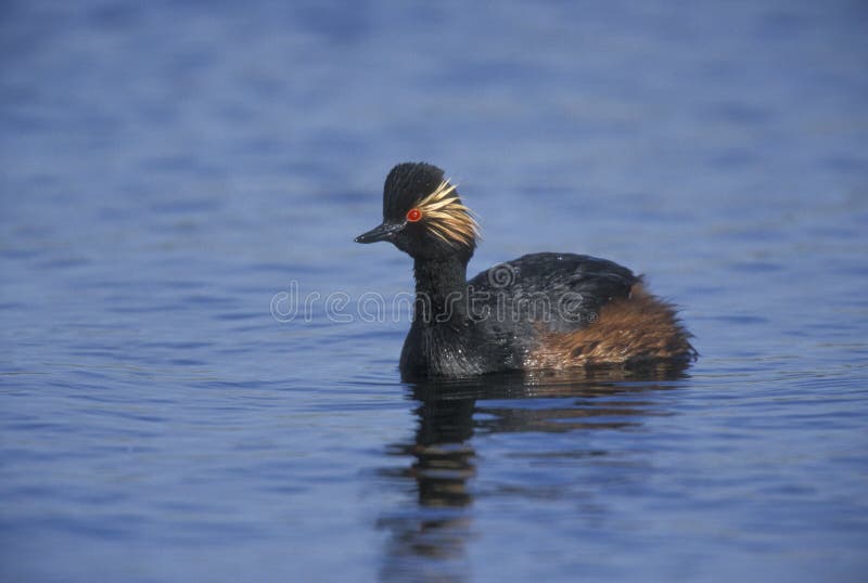 Zwarte halsfuut, Podiceps nigricollis stock foto's
