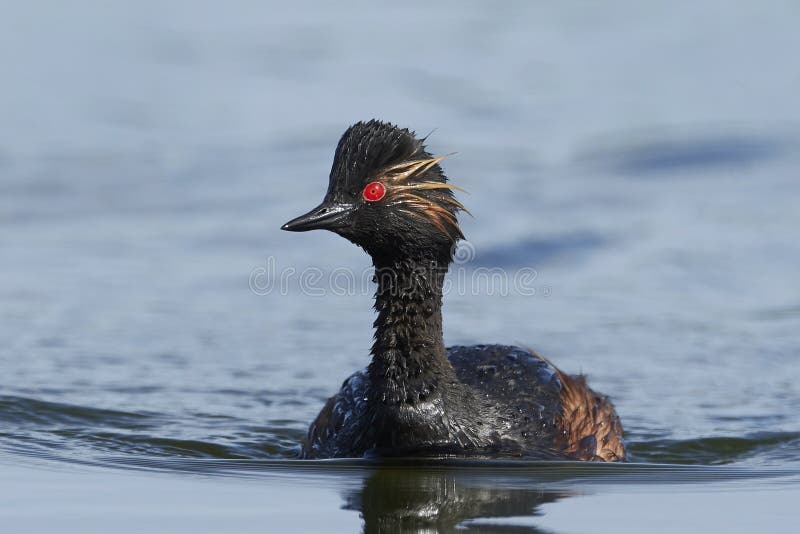 Zwart-necked nigricollis van Fuutpodiceps stock foto