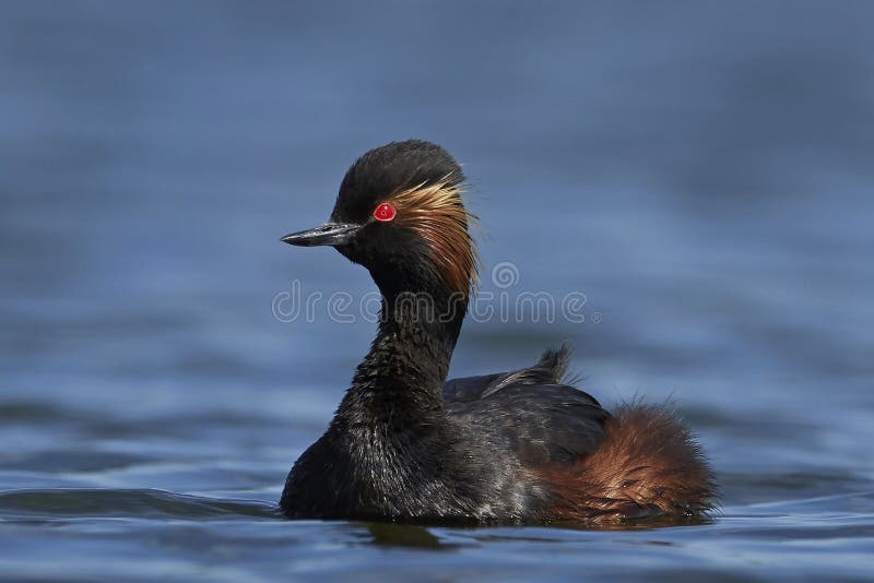 Zwart-necked nigricollis van Fuutpodiceps stock fotografie
