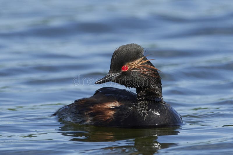 Zwart-necked nigricollis van Fuutpodiceps royalty-vrije stock afbeeldingen