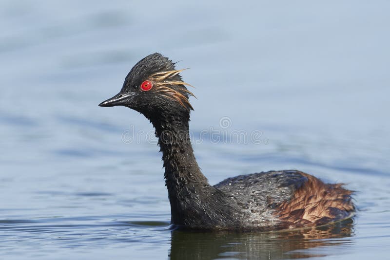 Zwarte halsfuut Podiceps nigricollis stock fotografie