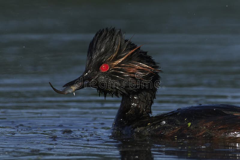 Zwarte halsfuut Podiceps nigricollis stock foto