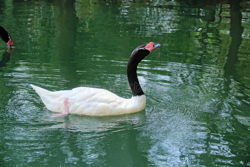 Zwart-necked zwaan stock afbeeldingen Zwart-necked zwaan stock afbeeldingen