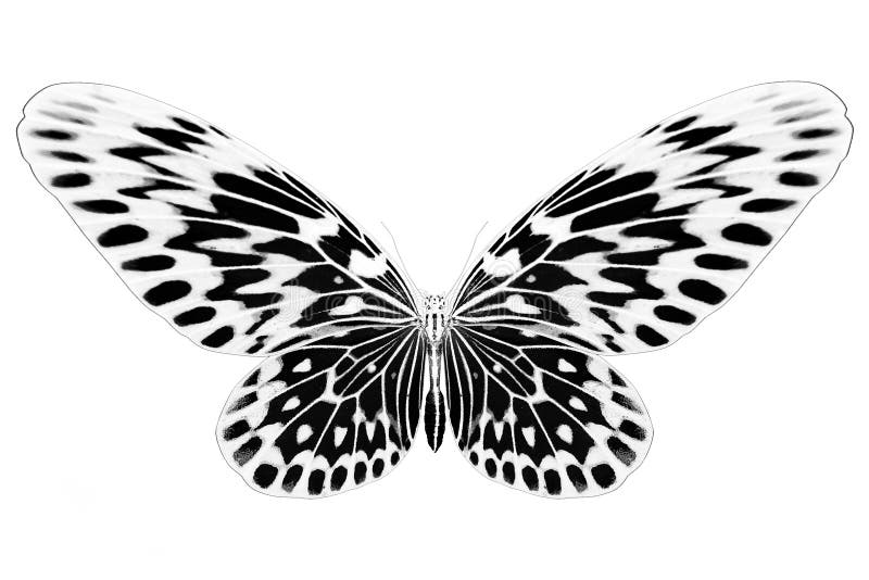 Black and white image of butterfly with colorful wings. Invert image on white background. Black and white image of butterfly with colorful wings. Invert image on white background