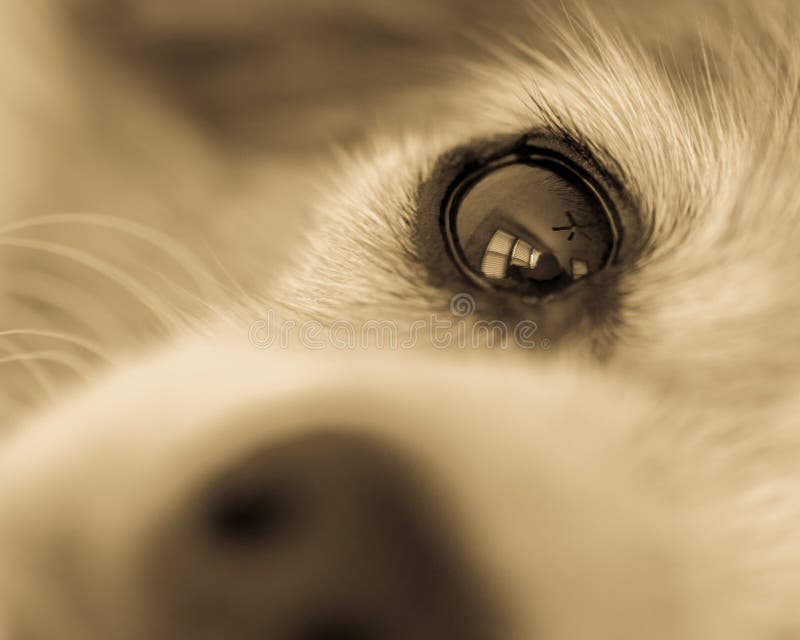 Zwart-wit die close-up van het oog van de hond van de neus wordt bekeken stock fotografie Zwart-wit die close-up van het oog van de hond van de neus wordt bekeken stock fotografie