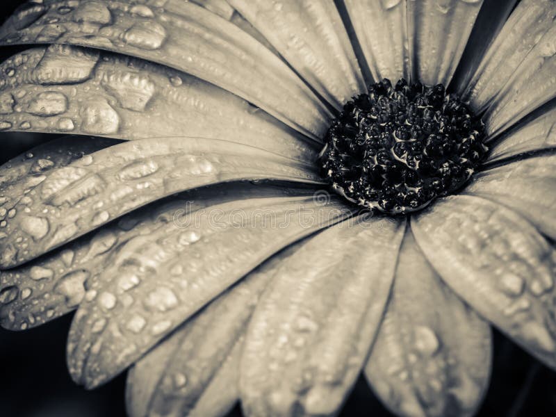 Macro of a garden flower in a high contrast black and white finish. Macro of a garden flower in a high contrast black and white finish