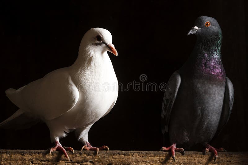 Zwart-witte Duif Op Een Achtergrond Stock Foto - Image of geïsoleerd