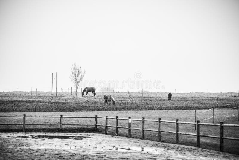 Zwart-witte foto van paarden op een landelijk gebied stock fotografie Zwart-witte foto van paarden op een landelijk gebied stock fotografie