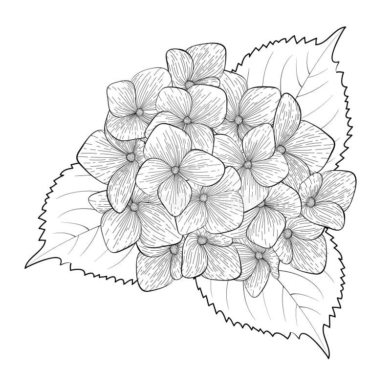 Zwart-witte hortensia geïsoleerd vector illustratie