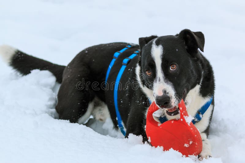 Zwart-witte Hond in de Sneeuw stock foto's Zwart-witte Hond in de Sneeuw stock foto's