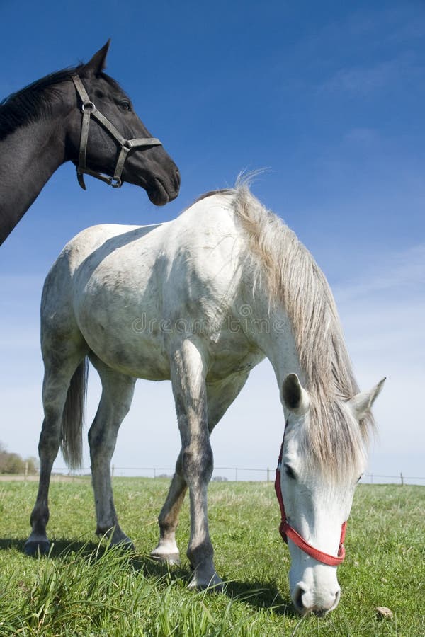 Zwart-witte paarden royalty-vrije stock foto Zwart-witte paarden royalty-vrije stock foto