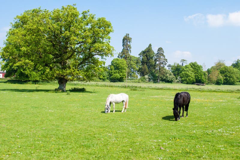 Zwart-witte paarden stock foto Zwart-witte paarden stock foto