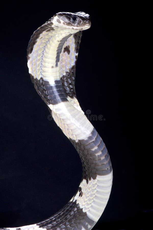 Zwart-witte spuwencobra (Naja-siamensis) stock foto Zwart-witte spuwencobra (Naja-siamensis) stock foto