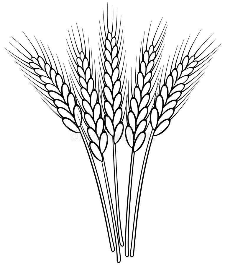 Zwart-witte tarweoren stock illustratie Zwart-witte tarweoren stock illustratie