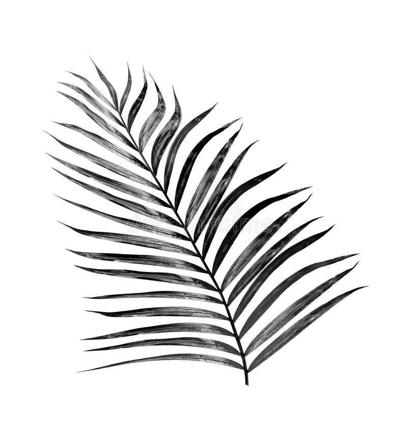 Gevangenisstraf Elasticiteit Hoe Zwarte bladeren van palm stock afbeelding. Image of deel - 78990067