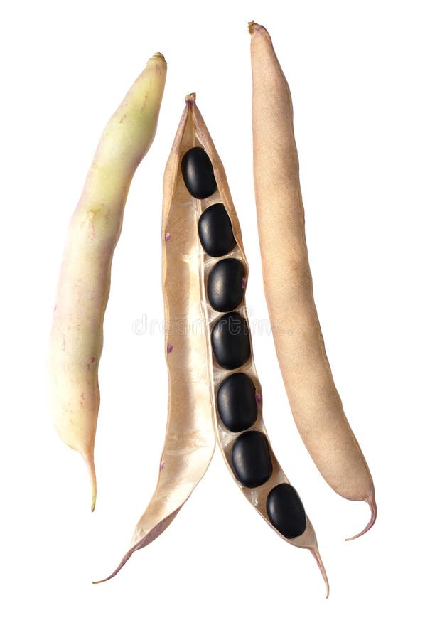 Zwarte bonen royalty-vrije stock fotografie