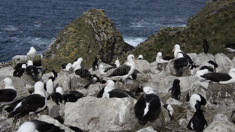 Zwarte browed Albatros en Rockhopper-Pinguïnen