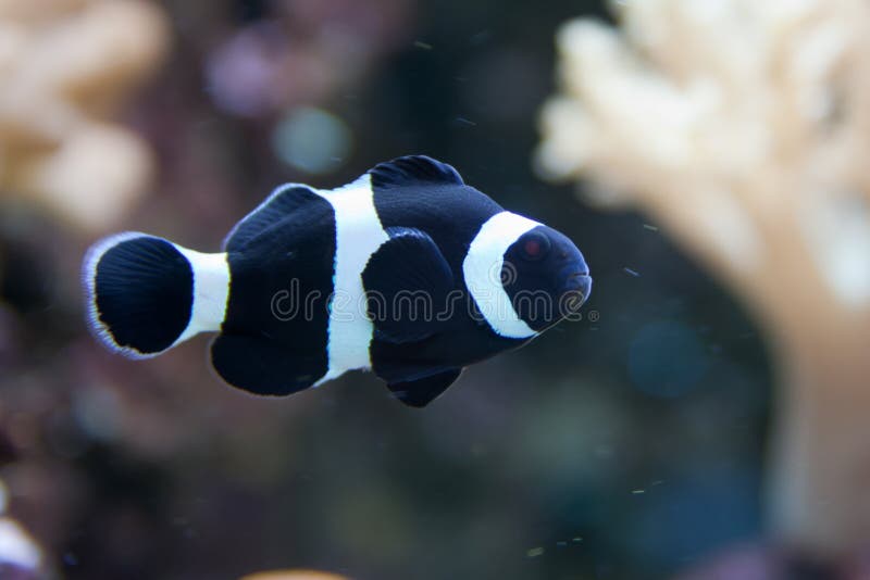 Zwarte clownvis, anemoonvis, Amphiprioninae royalty-vrije stock foto