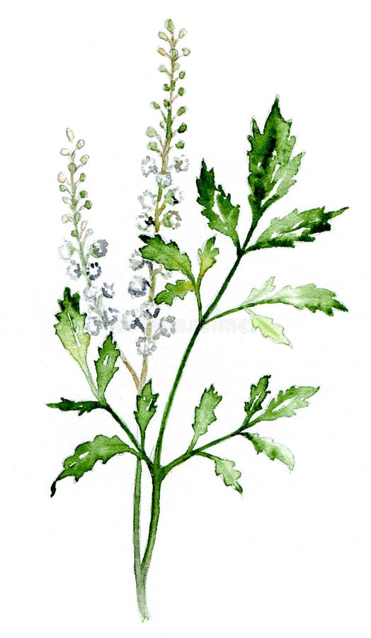 Zwarte Cohosh royalty-vrije illustratie Zwarte Cohosh royalty-vrije illustratie