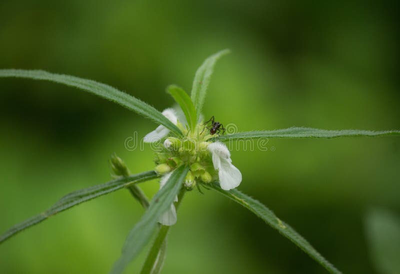 Zwarte die mier op de bloemen van Leucas-zeylanica, algemeen als Ceylon slitwort en Thumba worden bekend royalty-vrije stock foto Zwarte die mier op de bloemen van Leucas-zeylanica, algemeen als Ceylon slitwort en Thumba worden bekend royalty-vrije stock foto