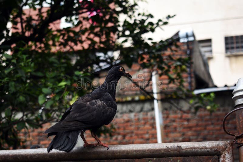 Zwarte Duif Zit Op De Openbare Drinkfontein, Versierd Met Beelden Van