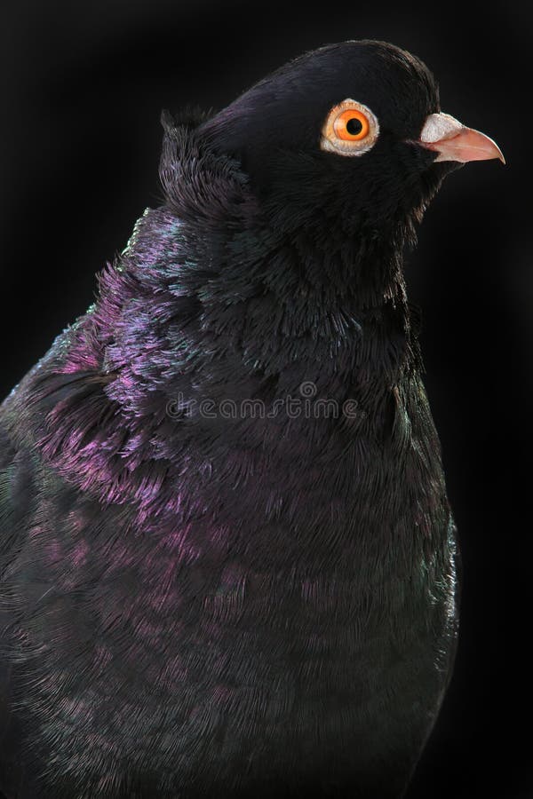 Zwarte duif stock afbeelding. Image of achtergrond, vrijheid - 64075193
