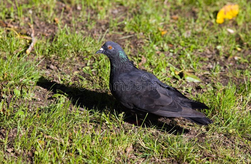 Zwarte duif stock foto. Image of één, nave, schoonheid - 7104894